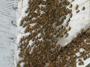 What to Look for in an End-of-Summer Hive Inspection Image